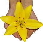 Wohlbefinden und Schönheit im Zeichen der Lilie